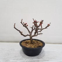 온누리농원 홍천조