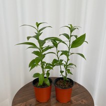 야래향 1+1 온정원 공기정화식물