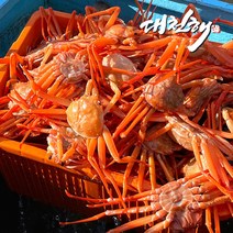 영덕 일반형 연지홍게 3kg(수율70%이상), 1개