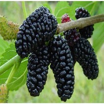 청수오디 접목1년, 1개