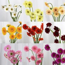 [로즈온리] 미니거베라 한단 (색상선택) 생화택배, 05 연핑크
