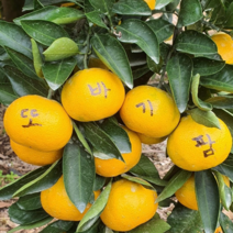 또바기팜 제주 노지감귤(가정용) 5kg 10kg 대과 못난이귤, 조생귤