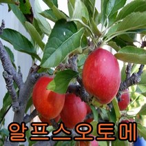 미니사과(오토메)나무 접목1년특묘 나무 묘목 미니사과나무