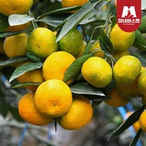 마녀바스켓 [T]제주도 극조생 감귤 4.5kg_중대과(M-L 2L)