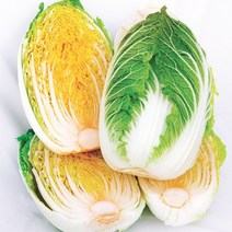 해남 맛있는농장 베타후레쉬 항암배추 통배추 2 4 6 통11월25일판매, 2통