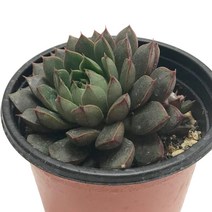 벨러스(푸밀라)-에케베리아/다육식물