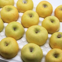 황금사과 시나노골드 노란사과 정품 가정용 실속 산지직송 3kg 5kg, 시나노골드 5kg (정품) 24-28과