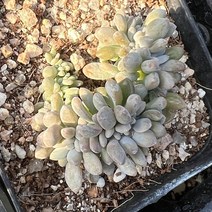 [올식스] 익스펙트리아철화 금무지 다육식물 다육이 키우기 공기정화식물 개업화분