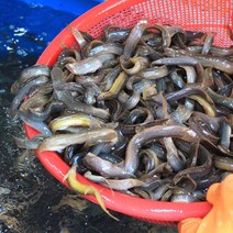 미꾸라지 추어탕용 1kg 보신용 대중소 국내산 민물고기백화점, 1kg (양식), 1개