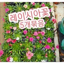 레이시아꽃-5개묶음/레이시아 화사한 꽃색깔이 참으로 고와