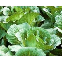 국내산 양배추즙50포 (자색양파즙 배즙 포도즙 닭발우슬즙 호박즙), 100포, 110ml, 110