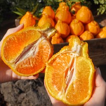 최고당도 14브릭스 한라봉 선물세트 가정용 농장직거래