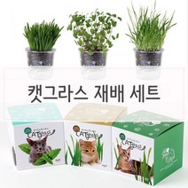 [천삼백케이] [오너클랜] 키우기쉬운 고양이풀 캣닢 재배 투명화분 세트, 밀
