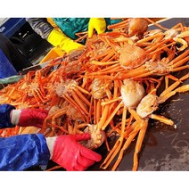 산지직송 가성비갑 포항 구룡포 앞바다 연지 홍게 3kg