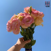 (로라네팜) 농장직송 리시안셔스 생화꽃다발 생화택배 5color, 진보특상