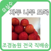 대한조경농원 자두 나무 묘목 (1년생 5주 묶음) [왕자두 후무사 추희 수박자두 로얄대석 뷰티(수분수)]
