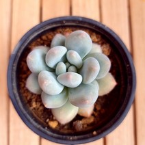 후레뉴 키우기 예쁜 잘키운 다육식물130 랜덤, 단품