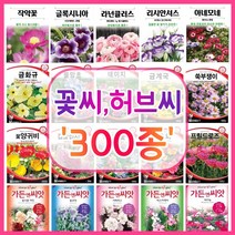 꽃씨 꽃씨몰 300종 허브씨 씨앗 다년생 노지월동 야생화 꽃씨앗 봄 제라늄 다알리아 작약, 154. 겹꽃접시꽃 30립