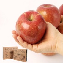 산지직송 충북 사과세트 5kg 23-26과, 단품없음