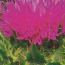 우유엉겅퀴 밀크씨슬 씨앗 작물 품종 산채 종자 40g-20212EA, 본상품선택