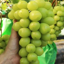천안 프리미엄 샤인머스켓 특상품 1kg 망고포도 청포도, 1000g, 상세페이지 참조, 상세페이지 참조, 상세페이지 참조