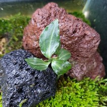 섬사철란 1촉(제주자생보석란)테라리움식물/비바리움 팔루다리움 재료DIY