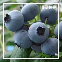 내꽃농원 블루베리 M7 3년 포트