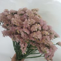 스타티스 - 피치 / 고속터미널꽃시장 꽃도매 계절꽃 서리풀플라워