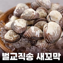 푸마담 벌교 새꼬막 산지직송 대 새꼬막, 3kg