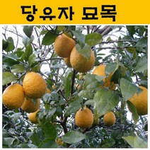 당유자 묘목 4년생 JJ21, 1개