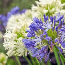 [큐가든] 아가판서스 숙근 유럽 직수입 여름꽃 뿌리 특선, 7. 알부스, 1개