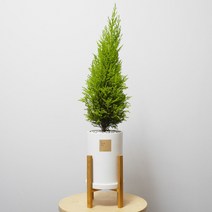 꽃피우는청년 중형 실내공기정화식물(원형 화이트 화분 + 우드스탠드), 율마