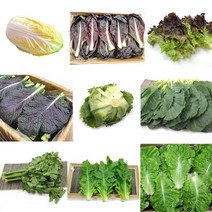 야채왕 쌈채소 꽃상추 적겨자 로메인 당귀 오크 캠핑채소 모듬쌈, 치커리  500g