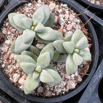[올식스] 백로, 1개