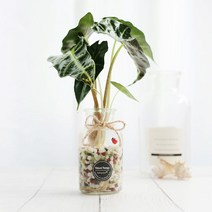 그린테라피 수경재배식물 유리병 실내공기정화식물 수중식물키우기 DIYSET, 거북이알로+직선
