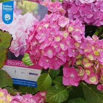 엔들레스썸머수국(블룸스타)(개화주)묘목/b1352