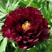 목하원예조경 명품겹목단 목단나무 묘목 겹꽃목단 (검은표범) 개화주 3지