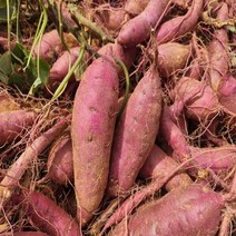 2022년 해남 베니하루카 세척 햇 고구마 5kg (대), 단품