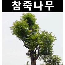 참죽(참중) 실생2년(특) 뿌리 5개/나무 묘목/약용/특용수