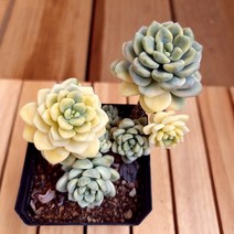라울금 키우기 쉬운 다육 식물2금5-150 랜덤발송, 단품, 상세페이지 참조