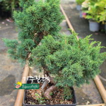 기주진백 [1포트] (복남이네야생화 정원수 관상수), 1개