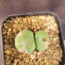 [메카다육]77--1020 다빈치 금(다육금) 화분포함 다육식물 선인장 다육금 다육철화 두들레야 아프리카식물 코노피튬 하월시아 수입다육이 국민이, 1개