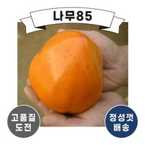 (나무85) 감나무 6종 시리즈, 6. 대봉시 R3, 1개