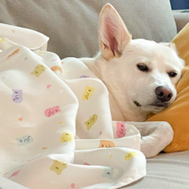 시원한 강아지 인견이불 애견 여름 블랭킷 9종 M L 소중대형견용 파스텔젤리곰 M 외, 토끼퐁퐁(피치)