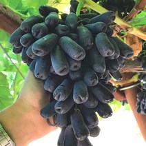 블랙사파이어 포도, 블랙 사파이어 포도 2.0kg (2팩), 2개