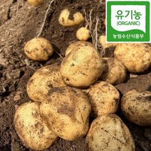 쪄먹는 강원도 산골 유기농 분감자, 대 5kg (오리알크기), 1개