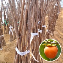 감나무 묘목 접목 특묘, 둥시(곶감) 묘목