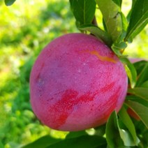 대석(조생)자두 묘목 최소구매2개 (청아원예조경), 대석(조생)자두 접목1년생 중묘