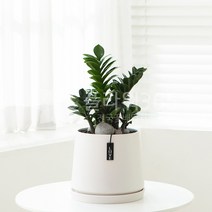 개업화분 당일배송 개업식 당일 화분배달 플라워365, 1개, 06 탁상용 금전수