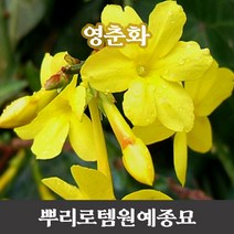 뿌리로템원예종묘_영춘화묘목 키100cm포트 정원수 공원수 조경수, 포트4개